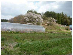 �����ƂȂ����ъّ��̍��̎ʐ^