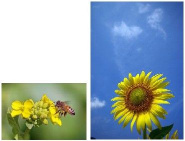 �Ђ܂��Ƃ݂΂��̎ʐ^